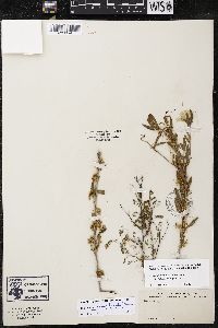 Cuscuta glabrior image