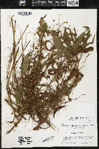 Cuscuta polygonorum image