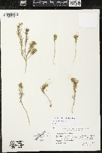 Cuscuta salina image