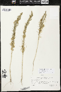 Cuscuta salina image