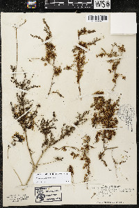 Cuscuta salina image