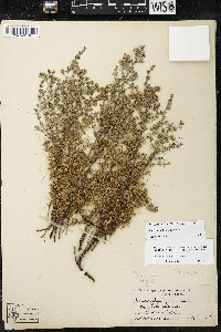 Cuscuta salina image