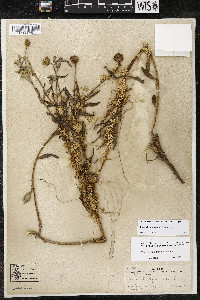 Cuscuta squamata image