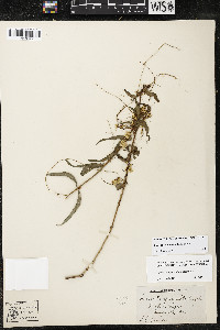 Cuscuta squamata image