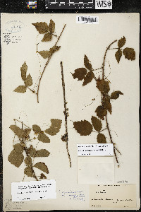 Cuscuta ceanothi image