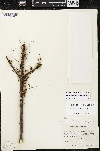 Cuscuta ceanothi image