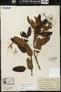 Cuscuta ceanothi image