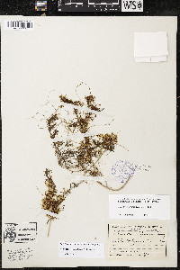 Cuscuta legitima image