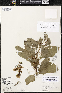 Cuscuta legitima image