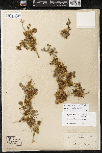 Cuscuta legitima image