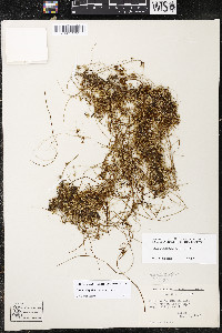 Cuscuta legitima image