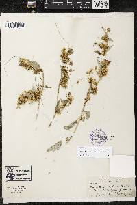 Cuscuta legitima image