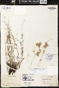 Cuscuta legitima image