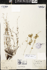 Cuscuta legitima image