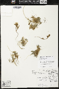 Cuscuta umbellata image