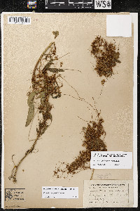 Cuscuta campestris image