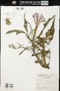 Datura ceratocaula image