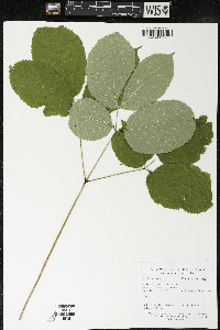 Aralia nudicaulis image