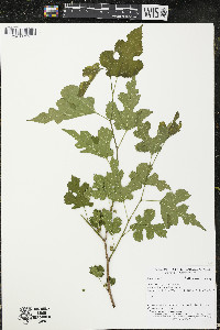 Morus alba image