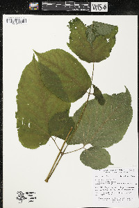 Aralia racemosa image