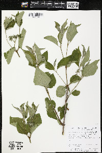 Cornus amomum var. schuetzeana image