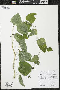 Smilax lasioneura image