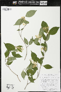 Cornus racemosa image