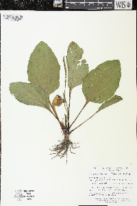 Plantago rugelii image