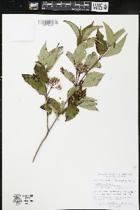 Cornus racemosa image
