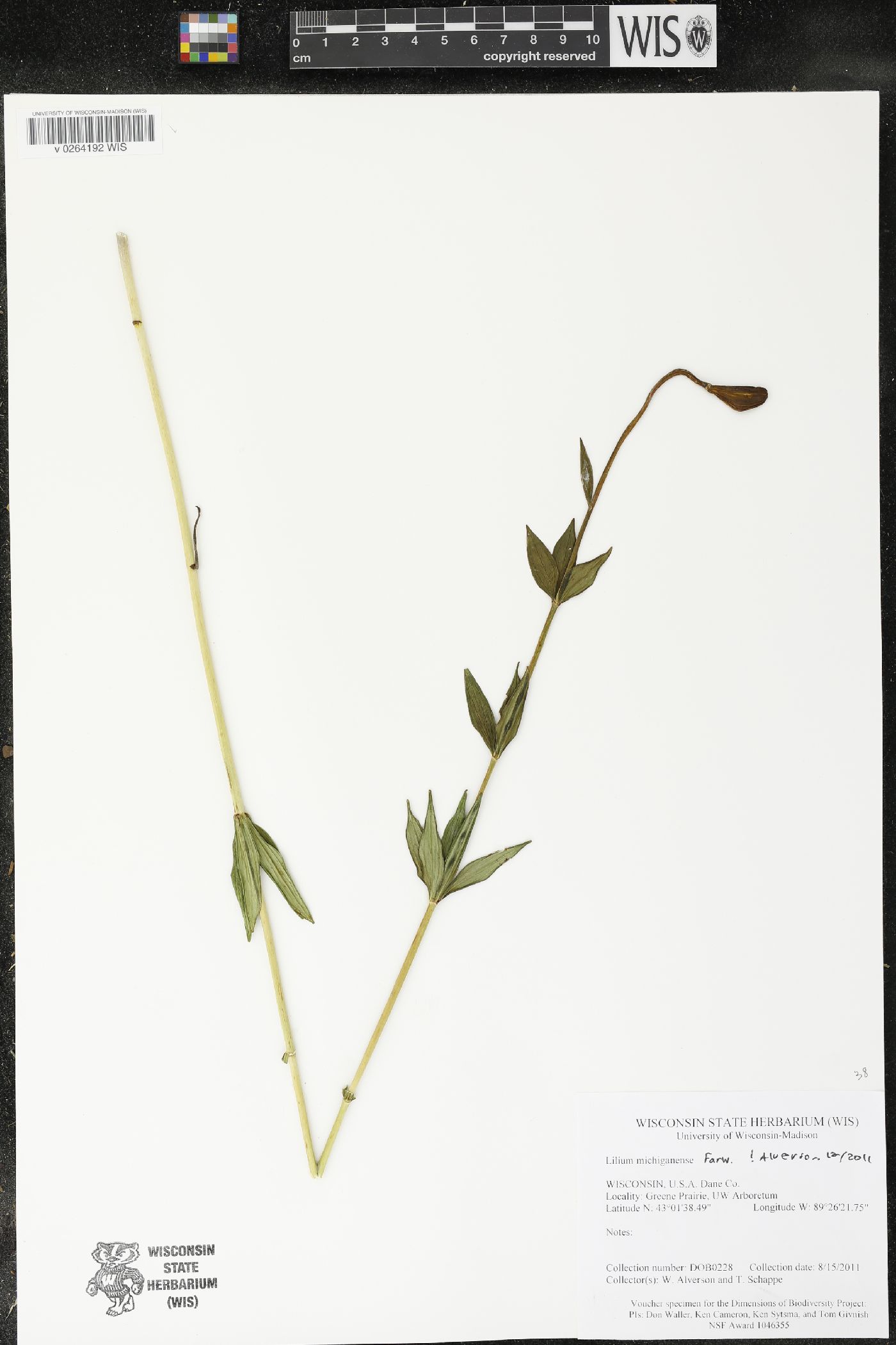 Lilium michiganense image