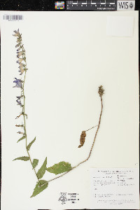 Campanula rapunculoides image