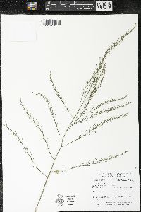 Asparagus officinalis image