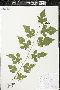 Morus alba image