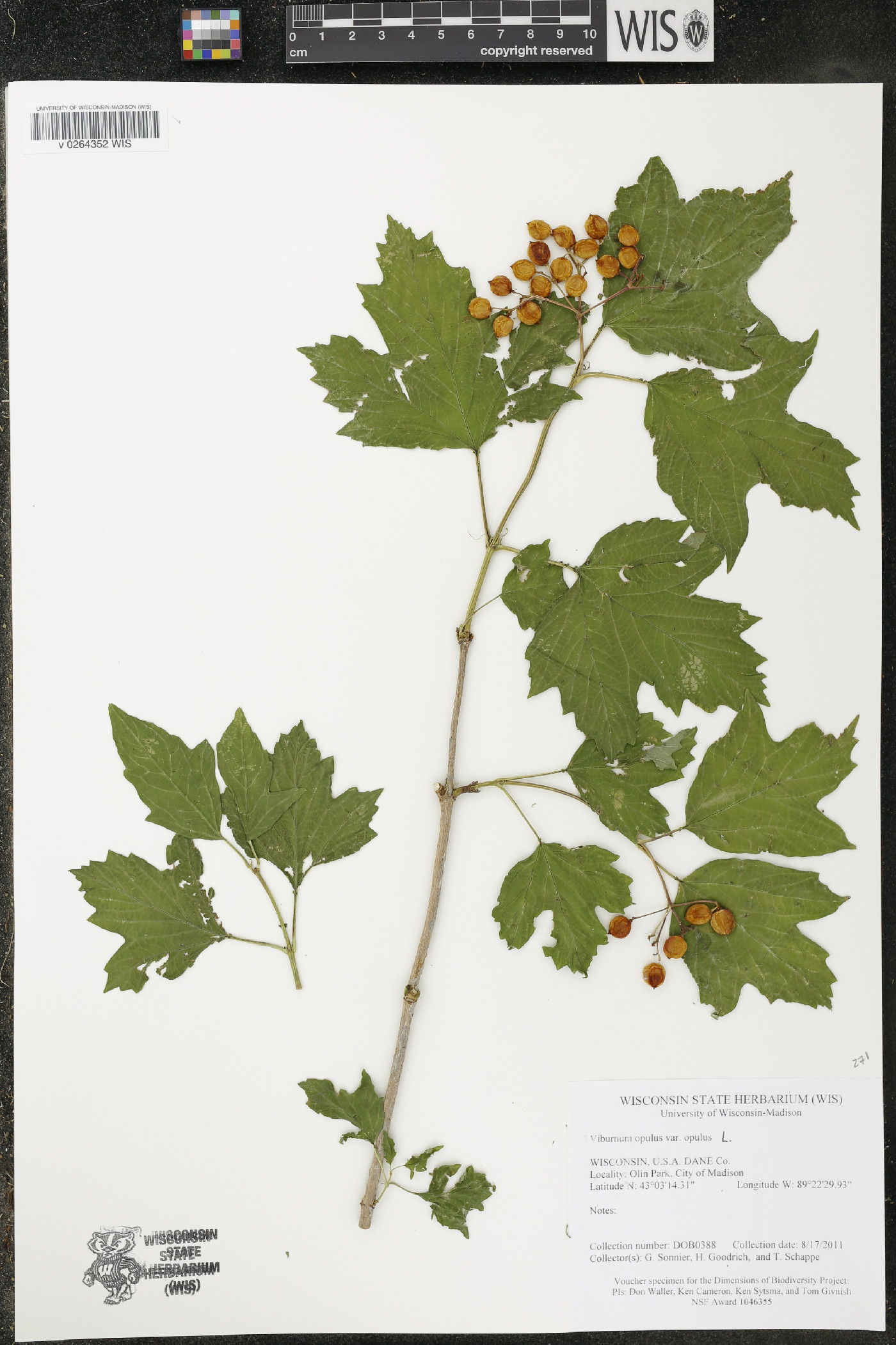 Viburnum opulus subsp. opulus image