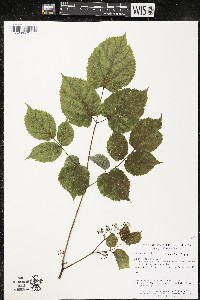 Aralia racemosa image