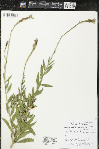 Oenothera gaura image