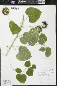 Smilax lasioneura image