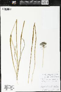 Allium stellatum image