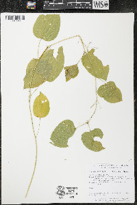 Smilax lasioneura image