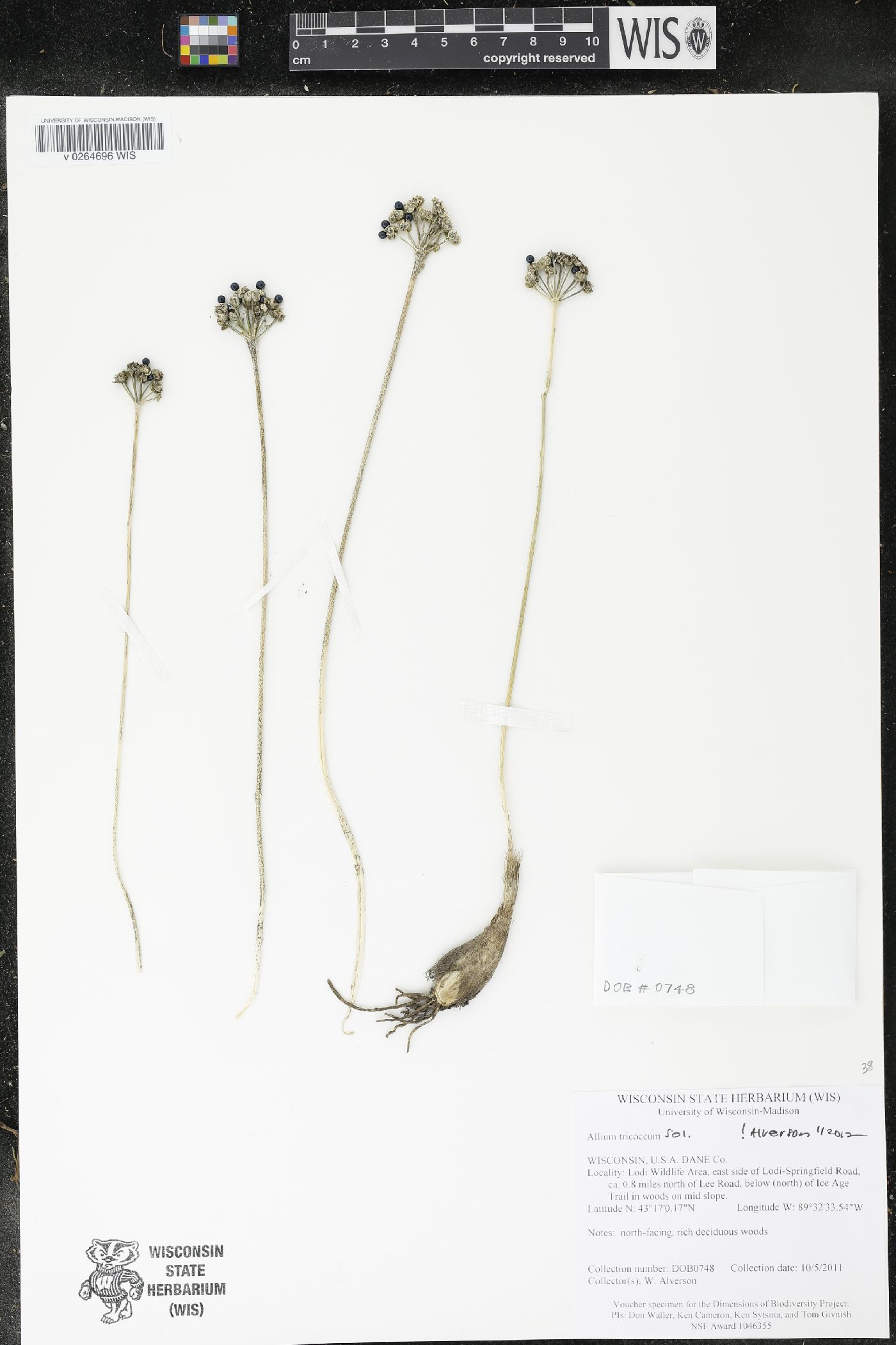 Allium tricoccum image
