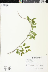 Celastrus scandens image