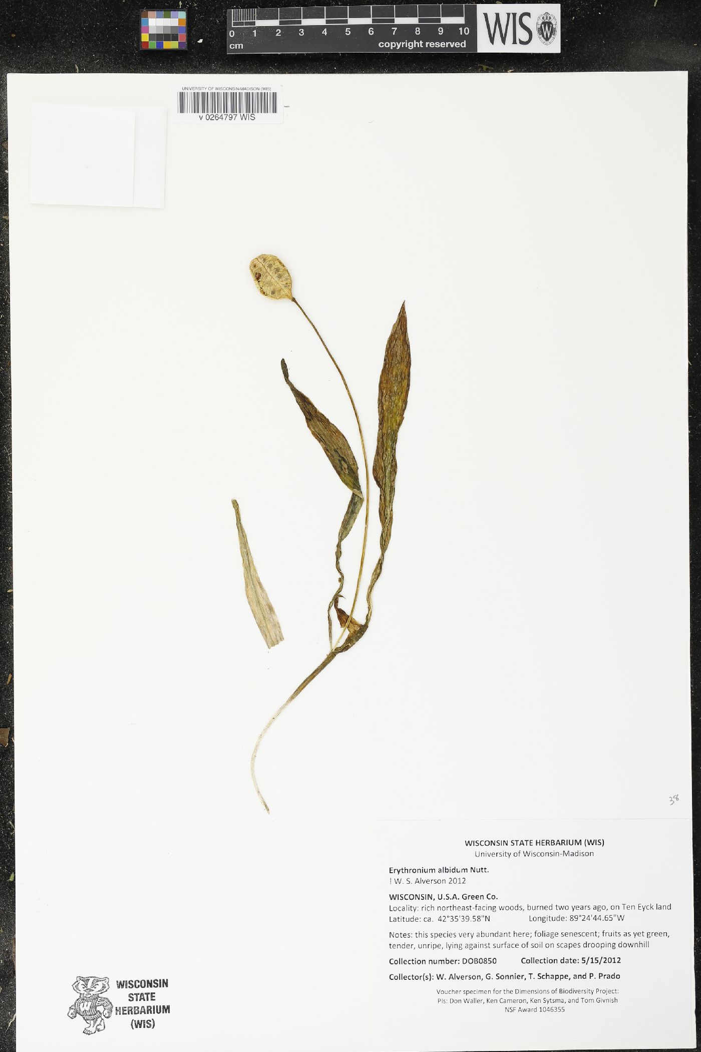 Erythronium albidum image