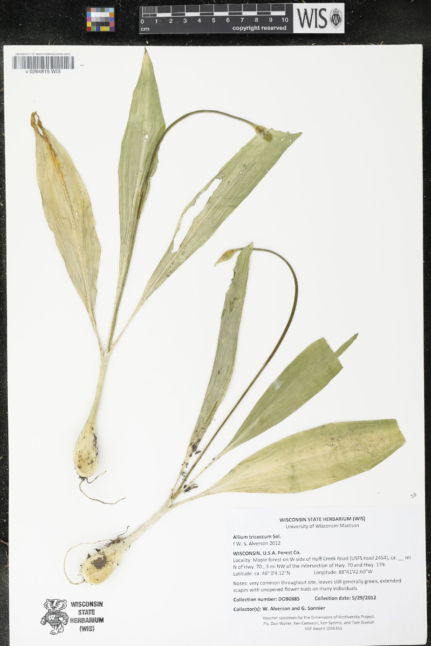 Allium tricoccum image