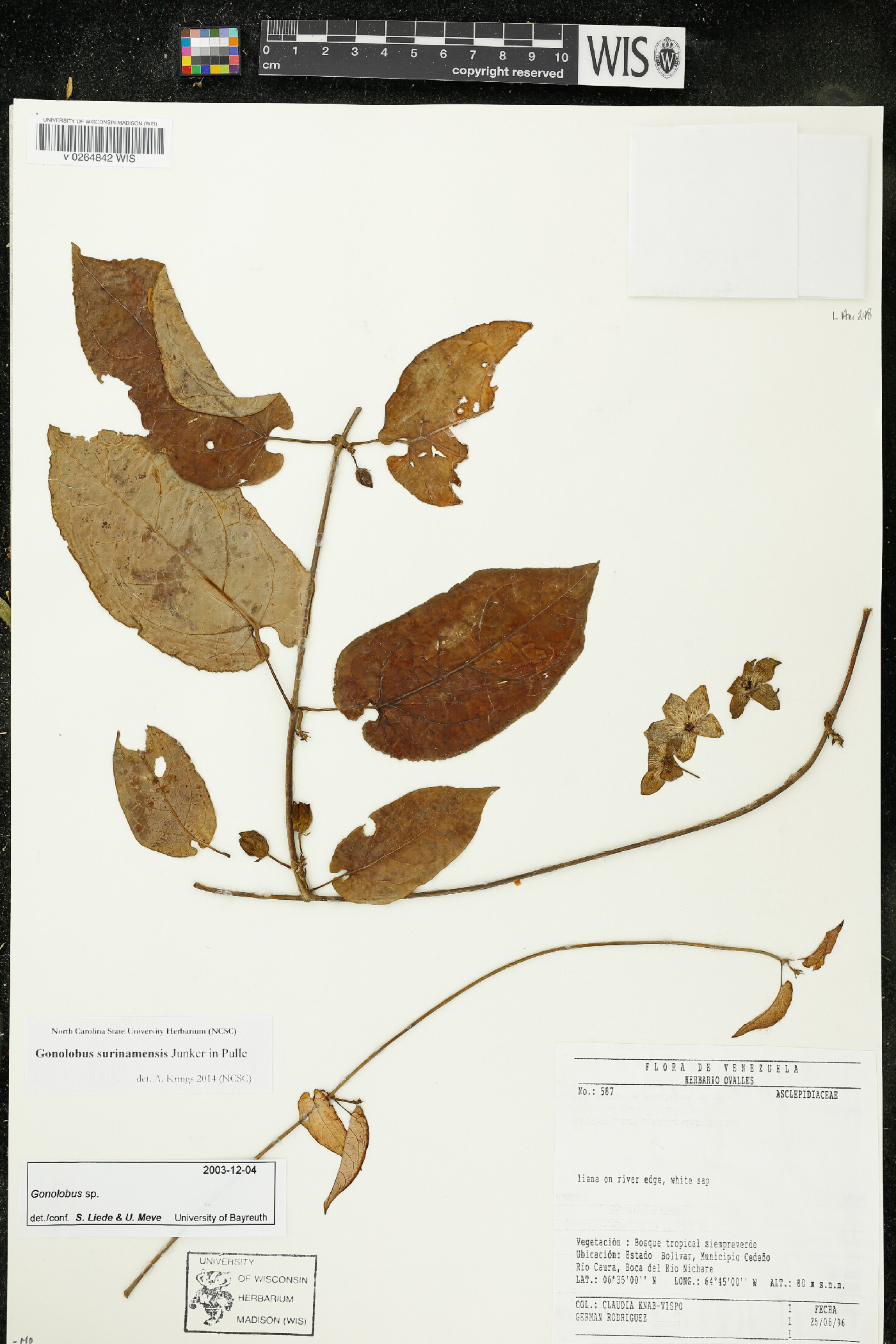 Chloropetalum surinamense image