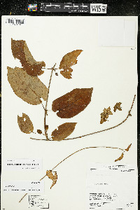 Media resource of Chloropetalum surinamense
