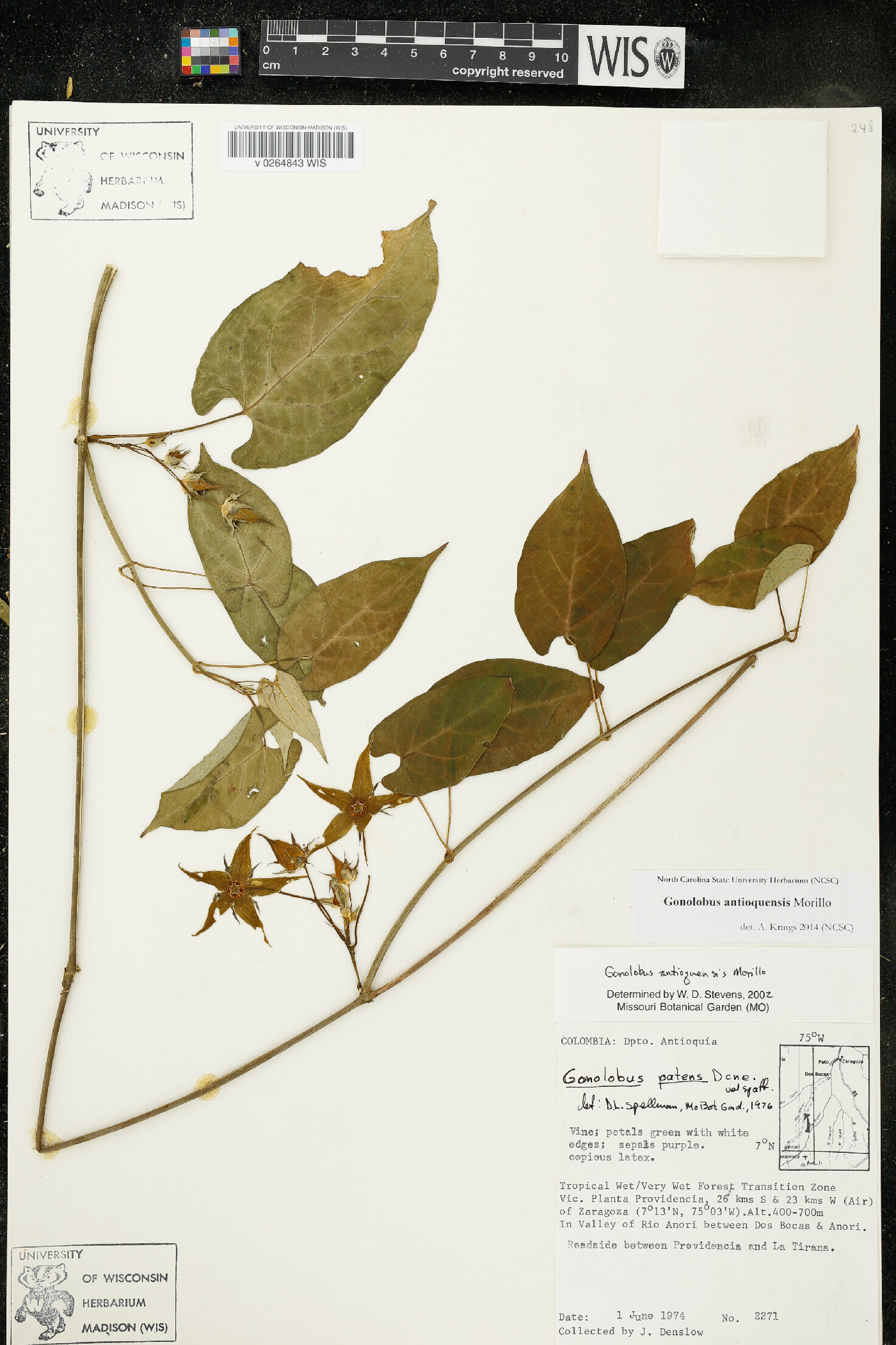 Gonolobus antioquensis image