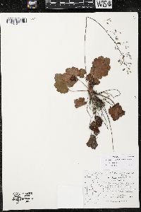 Heuchera mexicana image