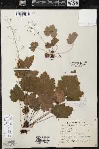 Heuchera rubescens image