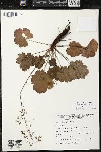 Heuchera mexicana image