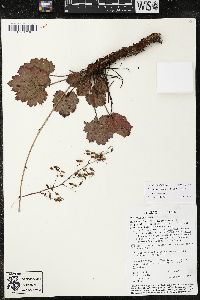 Heuchera mexicana image